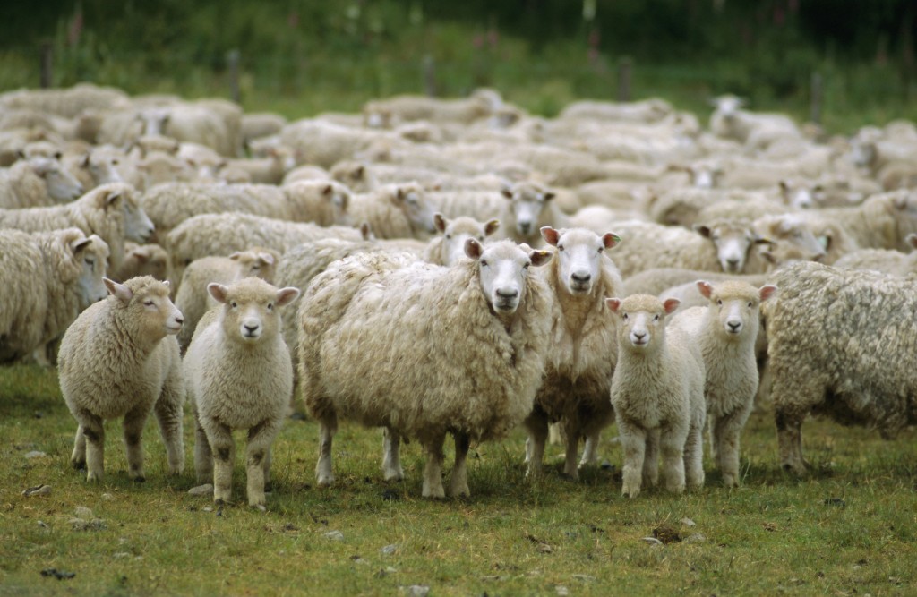 The Internet of Sheep: WiFi-connected flock to eat grass and transmit ...